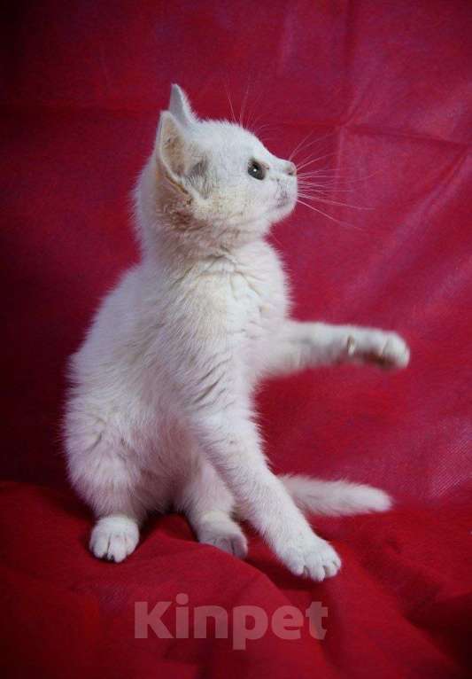Кошки в Москве: Котенок Злата ищет дом Девочка, Бесплатно - фото 5