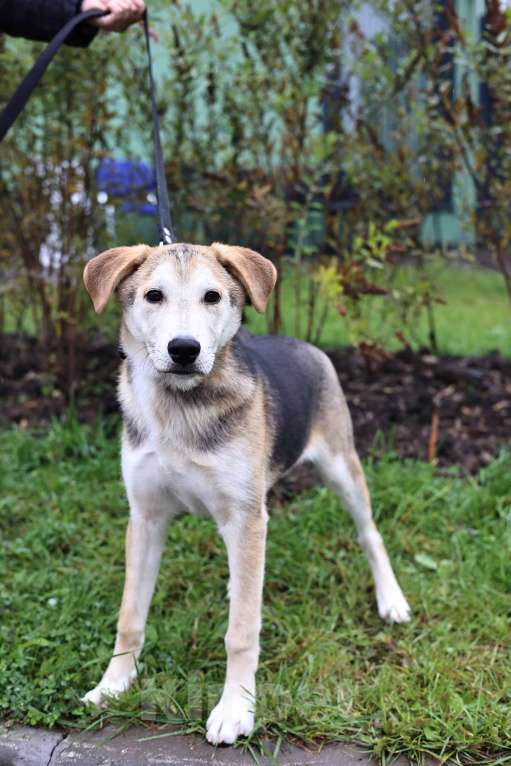 Собаки в Москве: Щенок в добрые руки бесплатно Москва Мальчик, Бесплатно - фото 5