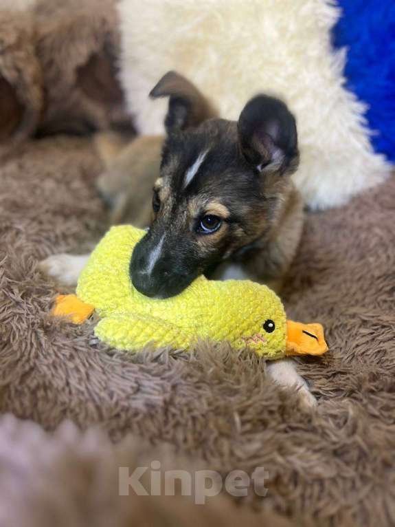 Собаки в других городах Московской области: Месси якутенок из ппбж Мальчик, Бесплатно - фото 1