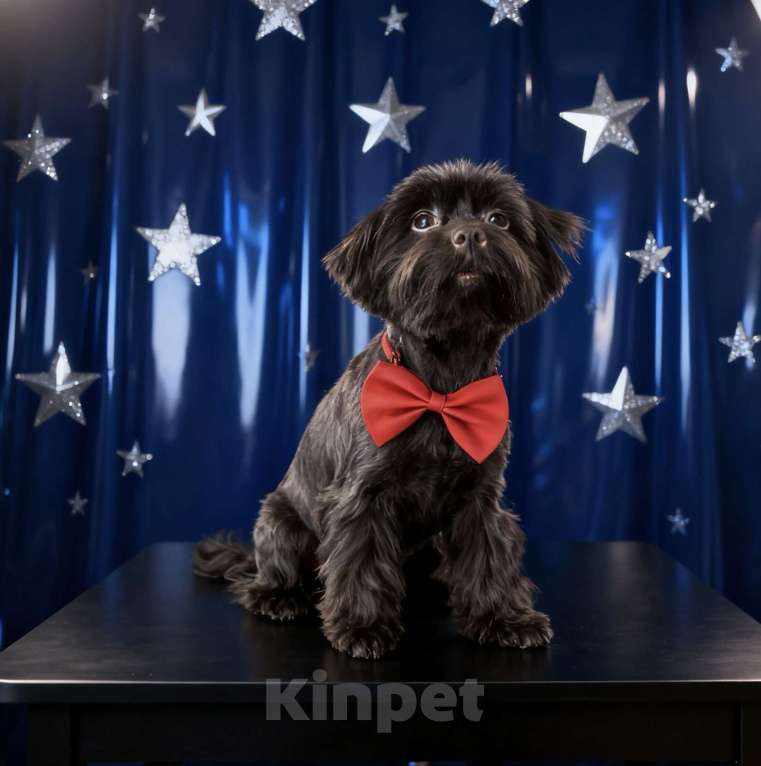 Собаки в Москве: Коричневый йорк девочка горький шоколад стандарт взрослая Девочка, 45 000 руб. - фото 6