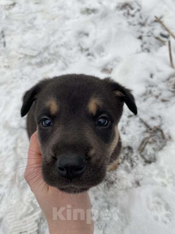 Собаки в Туле: Щенки в добрые руки , помогите малышам найти дом  Мальчик, Бесплатно - фото 3