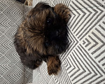Собаки в Кропоткине: Ши-тцу  Мальчик, 20 000 руб. - фото 4