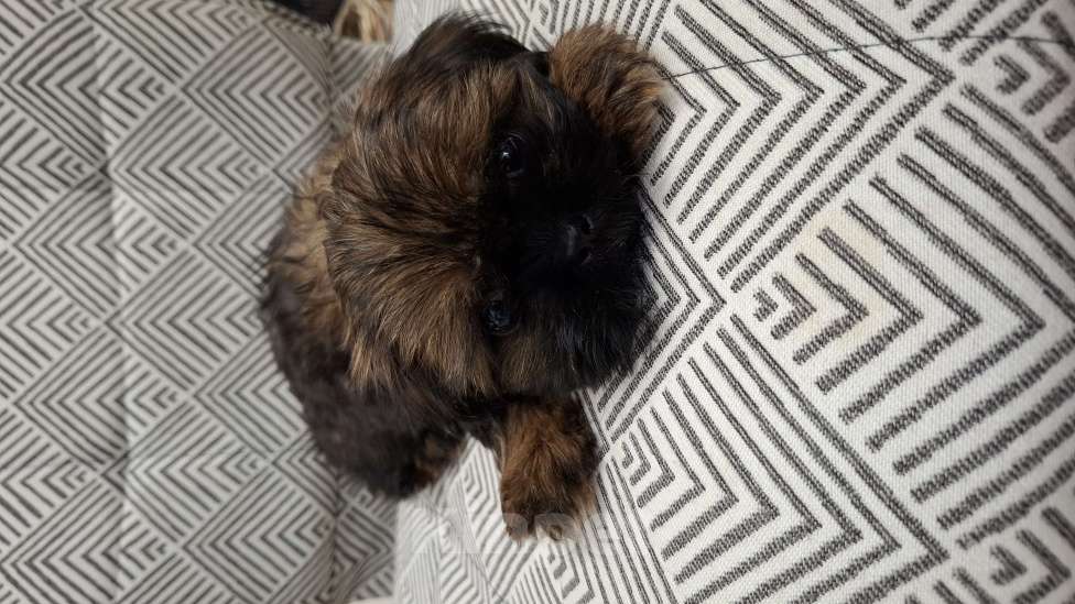 Собаки в Кропоткине: Ши-тцу  Мальчик, 20 000 руб. - фото 4