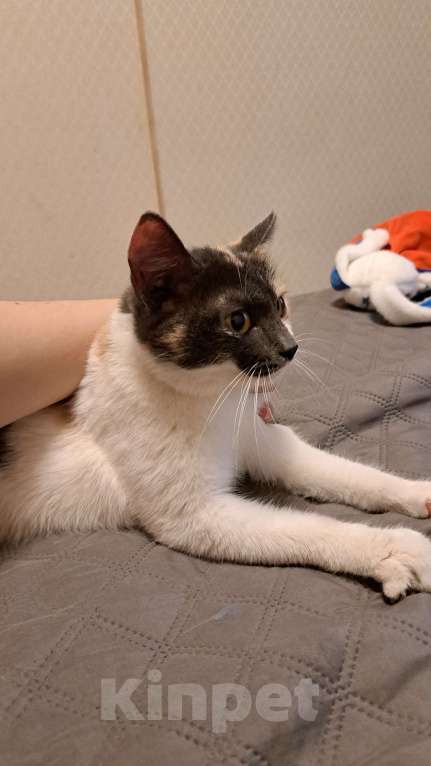 Кошки в Нижневартовске: Отдам в добрые руки Девочка, Бесплатно - фото 6