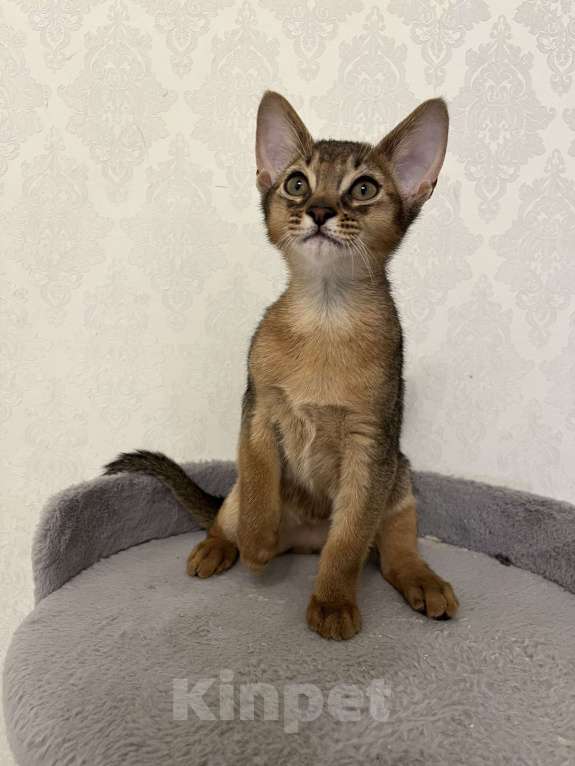 Кошки в Москве: Ириска Девочка, 55 000 руб. - фото 1