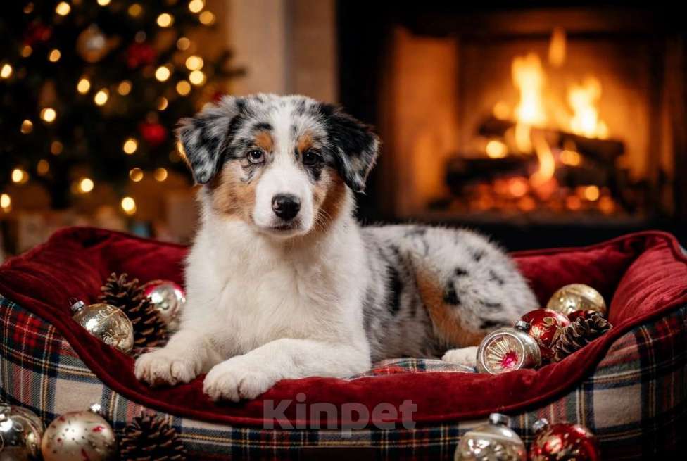 Собаки в Звенигороде: Щенки австралийской овчарки   Мальчик, 90 000 руб. - фото 1