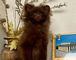 Собаки в Барнауле: Шоколадные мишки Мальчик, 35 000 руб. - фото 3