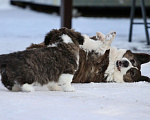 Собаки в Москве: Вельш корги кардиган -девочка  Девочка, 35 000 руб. - фото 9