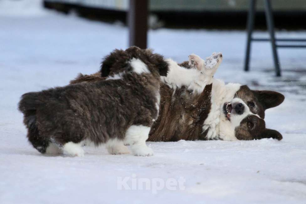 Собаки в Москве: Вельш корги кардиган -девочка  Девочка, 35 000 руб. - фото 9