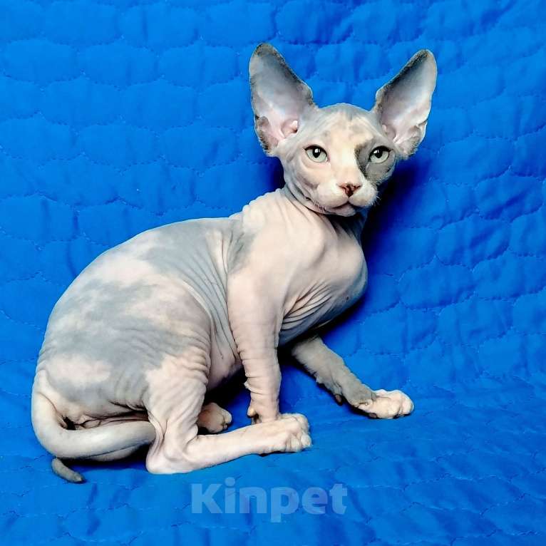 Кошки в Королеве: Грациозная кошечка из питомника Девочка, 60 000 руб. - фото 2