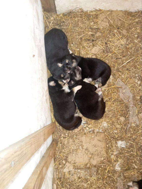 Собаки в Томске: Щенки в дар — 8 пушистых радостей 🐶 Бесплатно в добрые руки! Мальчик, Бесплатно - фото 10