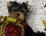Собаки в Москве: Йоркширский терьер мальчик  Мальчик, 65 000 руб. - фото 9