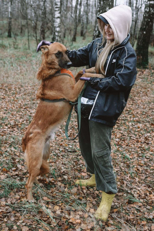 Собаки в Москве: Рыжее солнышко Мальчик, Бесплатно - фото 10