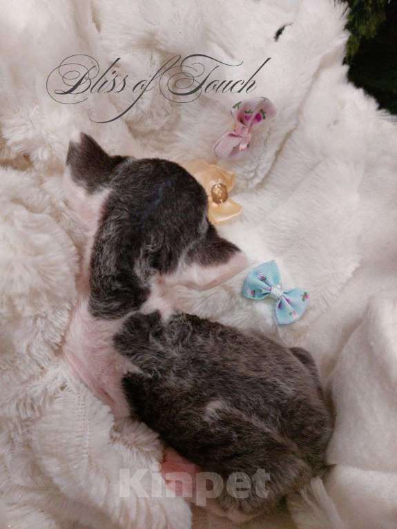 Кошки в Воронеже: Котенок девон рекс мальчик Мальчик, 100 000 руб. - фото 3