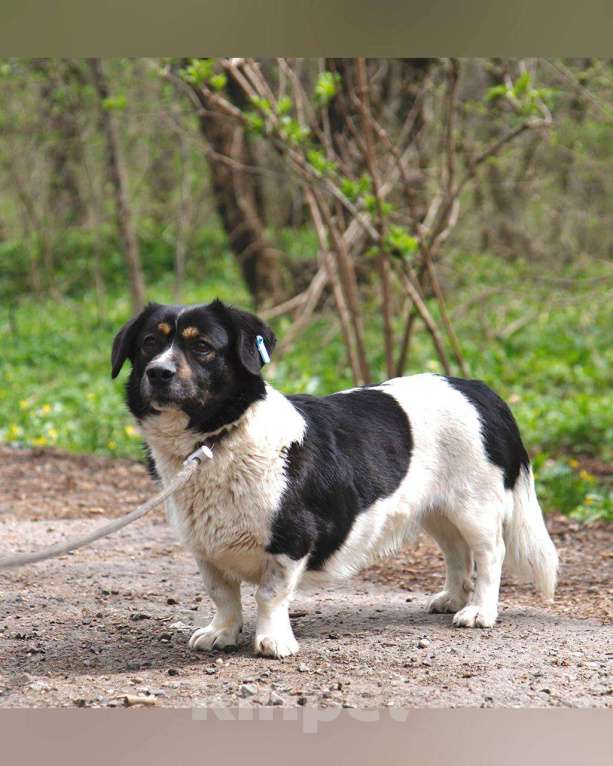 Собаки в других городах Московской области: Крошка Пудинг в дар Мальчик, Бесплатно - фото 9