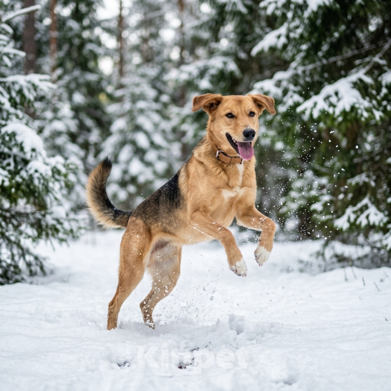 Собаки в Москве: собака Афина из приюта ищет семью Девочка, Бесплатно - фото 5