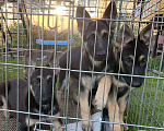 Собаки в Санкт-Петербурге: Щенки ВЕО, 4 мес., готовы к переезду. Девочка, 30 000 руб. - фото 5