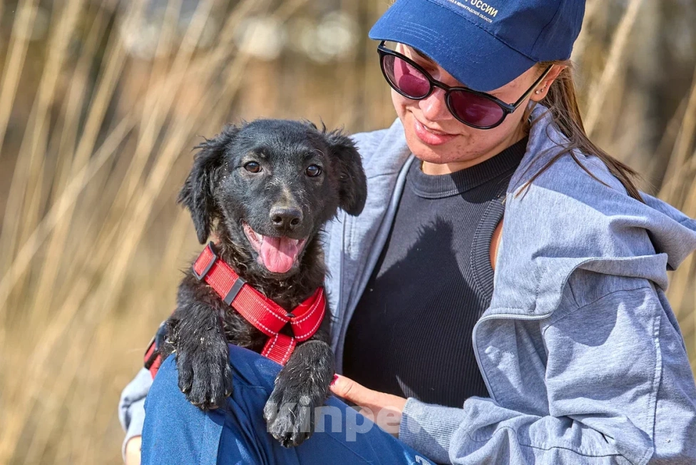 Собаки в Москве: Маленькая собака щенок в дар Девочка, Бесплатно - фото 2