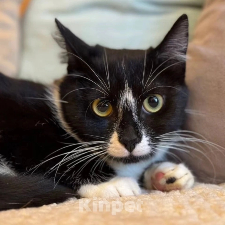 Кошки в Москве: Маркизу чудом спасли от живодеров, теперь ей нужен дом Девочка, Бесплатно - фото 2