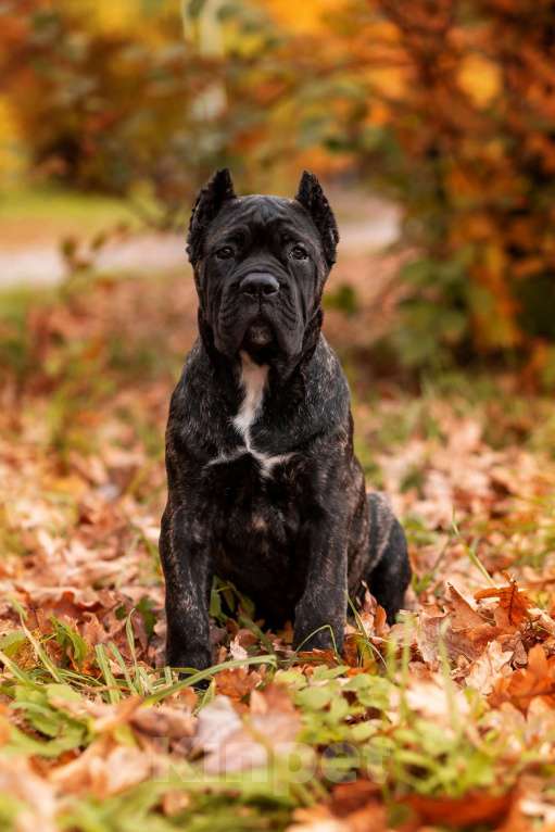 Собаки в Нижнем Новгороде: щенок кане корсо КАНЕ МЕЛОДИ Девочка, 90 000 руб. - фото 3