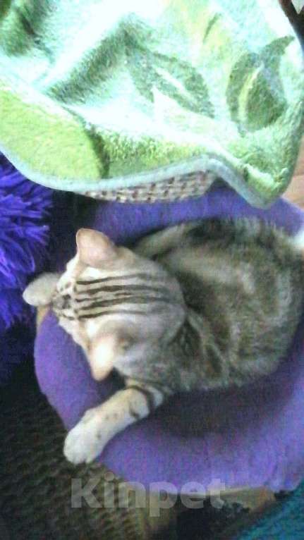 Кошки в Москве: Шотландские котята шиншилла  Мальчик, 5 000 руб. - фото 3
