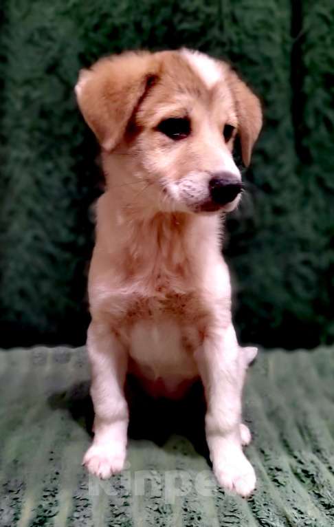 Собаки в Туле: Малышка ищет дом. Девочка, 1 руб. - фото 3