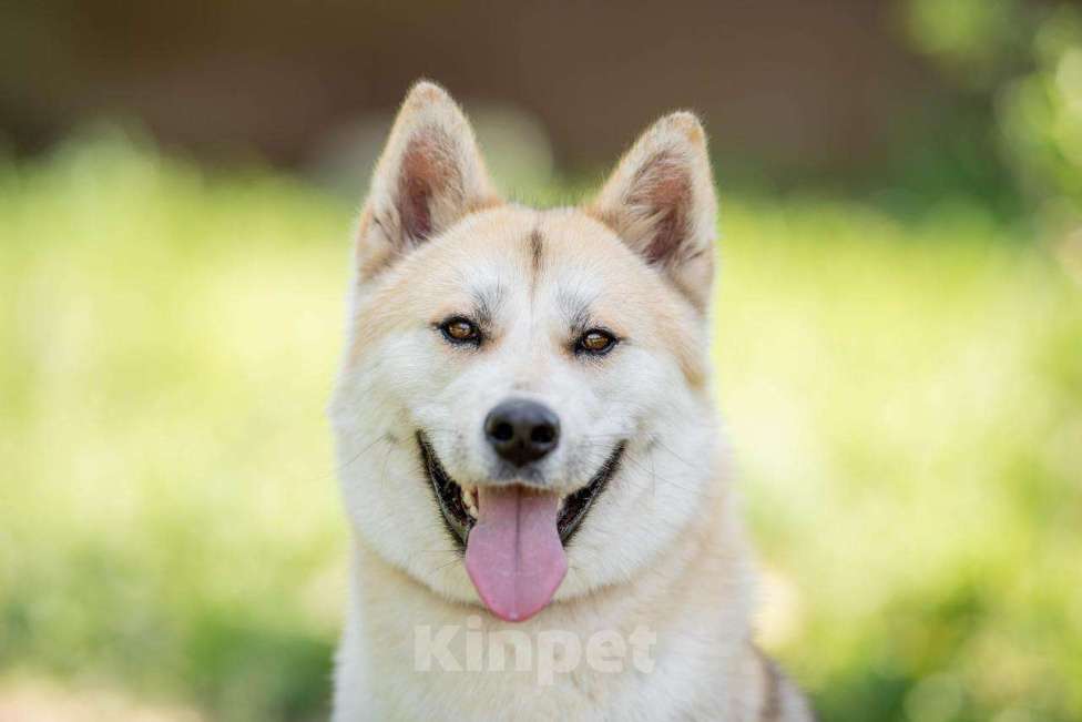 Собаки в других городах Московской области: Не только человеку нужен человек Девочка, Бесплатно - фото 5