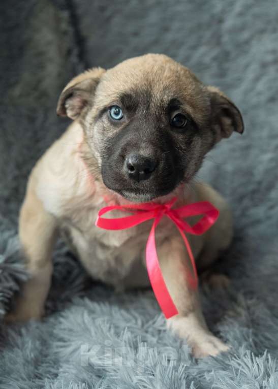 Собаки в Подольске: Аляске нужен дом  Девочка, Бесплатно - фото 2