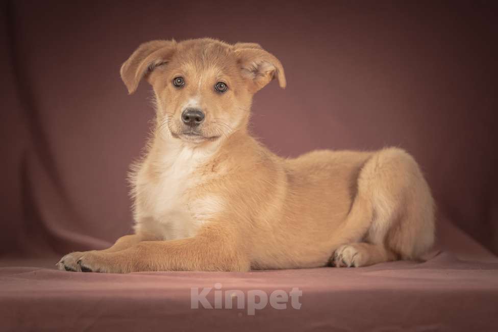 Собаки в Клине: Вьенто — задорный исследователь, который готов составить вам компанию где и когда угодно Мальчик, Бесплатно - фото 4