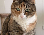 Кошки в Санкт-Петербурге: Кошка ищет дом Девочка, Бесплатно - фото 4