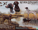 Собаки в Барнауле: Продаются элитные щенки курцхаара от рабочих родителей Девочка, 40 000 руб. - фото 2