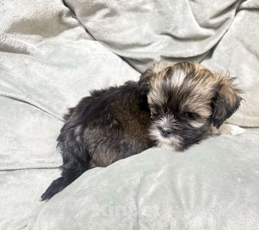 Собаки в Смоленске: Мальчик  Мальчик, 30 000 руб. - фото 1