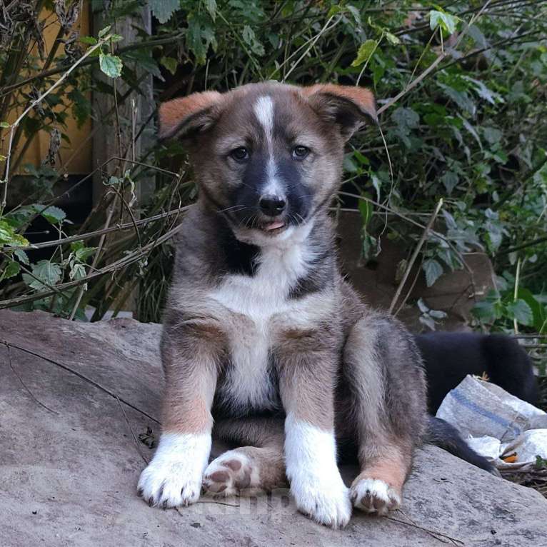Собаки в Домодедово: Малышка Клевер ищет семью  Девочка, Бесплатно - фото 1