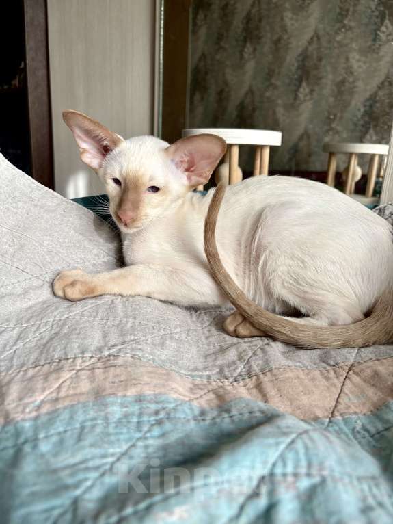 Кошки в Казани: Ориентальные котята  Мальчик, 65 000 руб. - фото 5