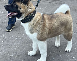 Собаки в Омске: Щенок Американской Акиты Девочка, 50 000 руб. - фото 1