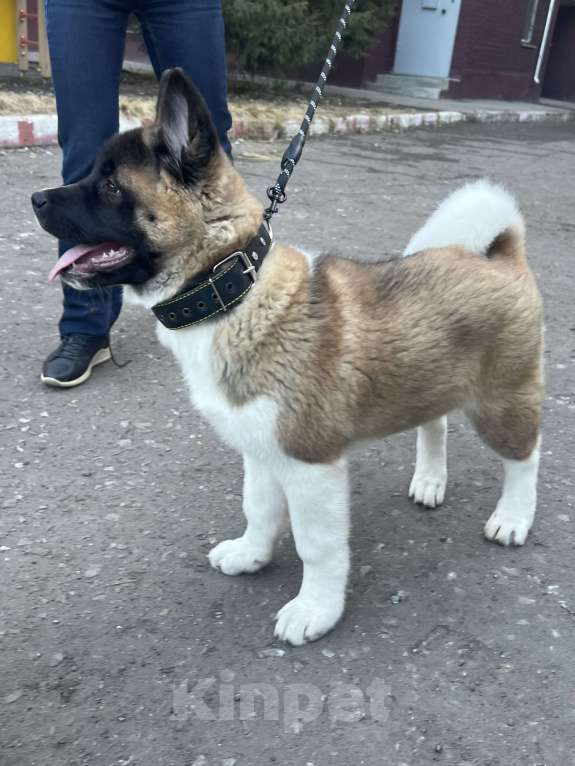 Собаки в Омске: Щенок Американской Акиты Девочка, 50 000 руб. - фото 1