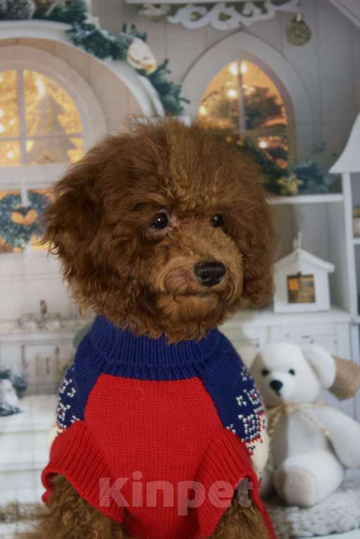 Собаки в Балашихе: Анабель девочка той-пудель Тедди  Девочка, 90 000 руб. - фото 2