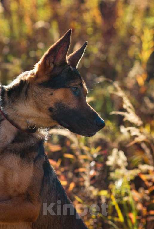 Собаки в Москве: Немецкая овчарка Зевс в добрые руки Мальчик, 1 руб. - фото 9