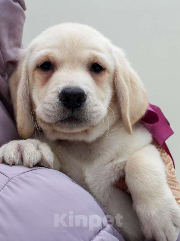 Собаки в других городах Липецкой области: Щенок лабрадора Холлабвууд'с Пэймес Леди Девочка, 60 000 руб. - фото 3