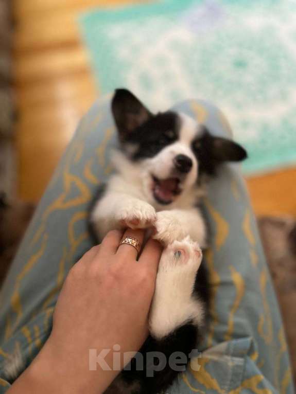 Собаки в других городах Московской области: Щенки Вельш-корги пемброк Мальчик, 85 000 руб. - фото 1
