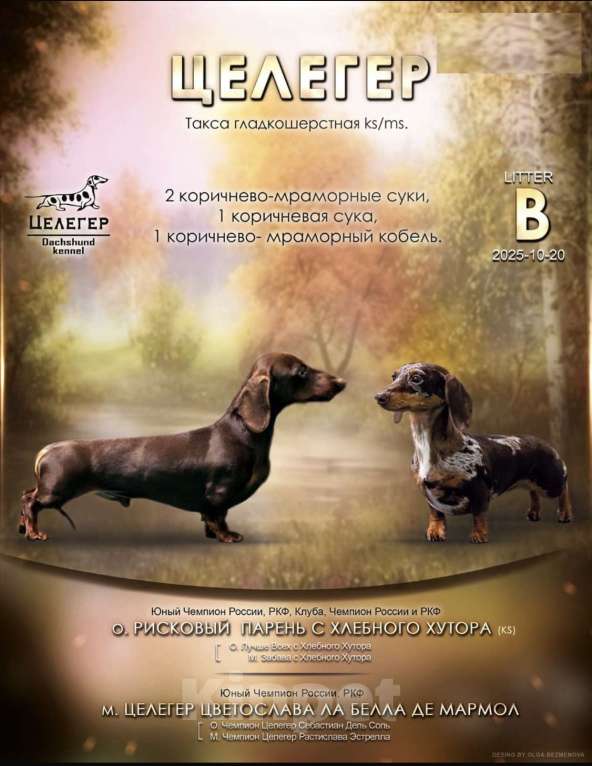 Собаки в других городах Московской области: Мраморный мальчик Мальчик, 80 000 руб. - фото 2