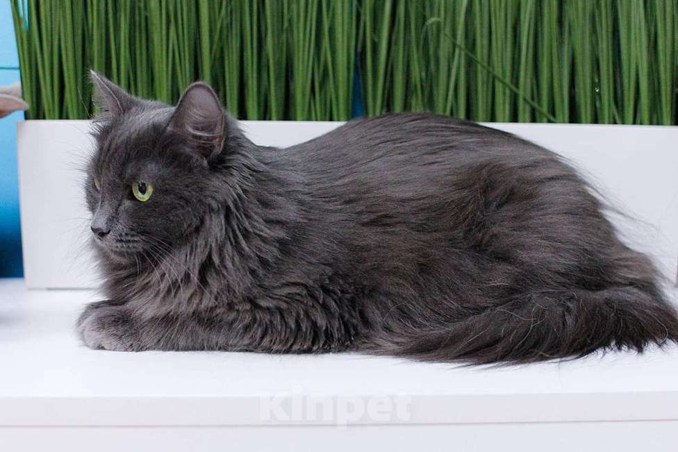 Кошки в Москве: Зеленоглазая нибелунг Гренни в добрые руки Девочка, Бесплатно - фото 4