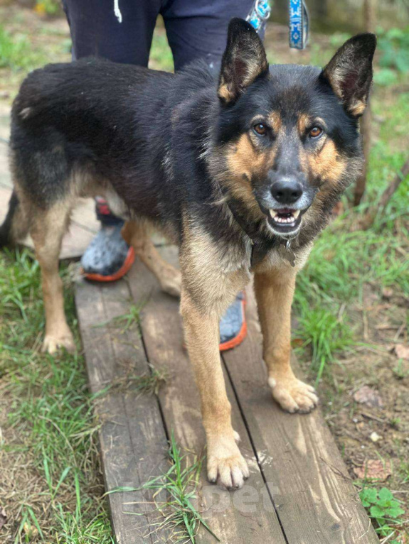 Собаки в Москве: А кто из нас не был фанатом комиссара Рекса? Мальчик, Бесплатно - фото 2