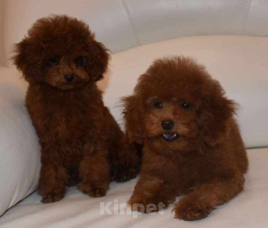 Собаки в Москве: Шикарная девочка РКФ, Влада Девочка, 150 000 руб. - фото 5