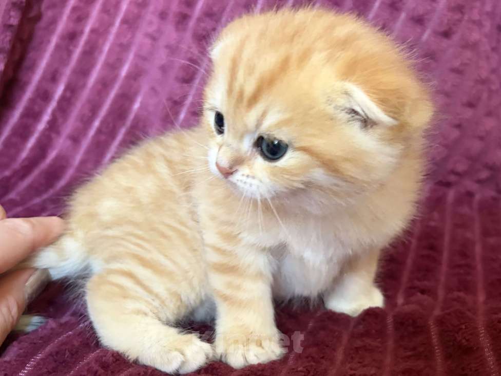 Кошки в Москве: Котик золотая шиншилла табби Мальчик, 30 000 руб. - фото 4