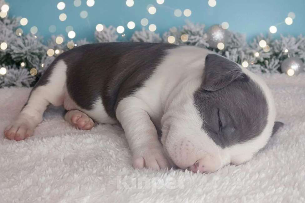 Собаки в Хабаровске: Мощный кобель амстафф Мальчик, 120 000 руб. - фото 2