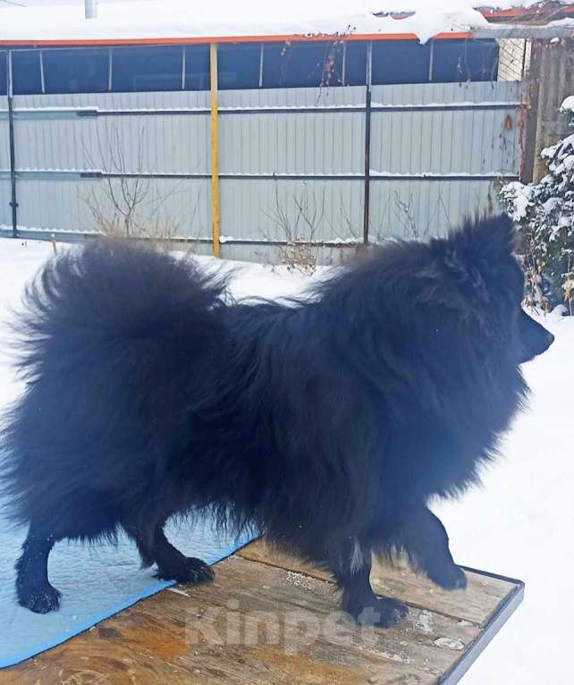 Собаки в Челябинске: Подросток шпица Мальчик, 28 000 руб. - фото 3