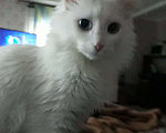 Кошки в Рязани: Отдам кота в добрые руки Мальчик, Бесплатно - фото 3