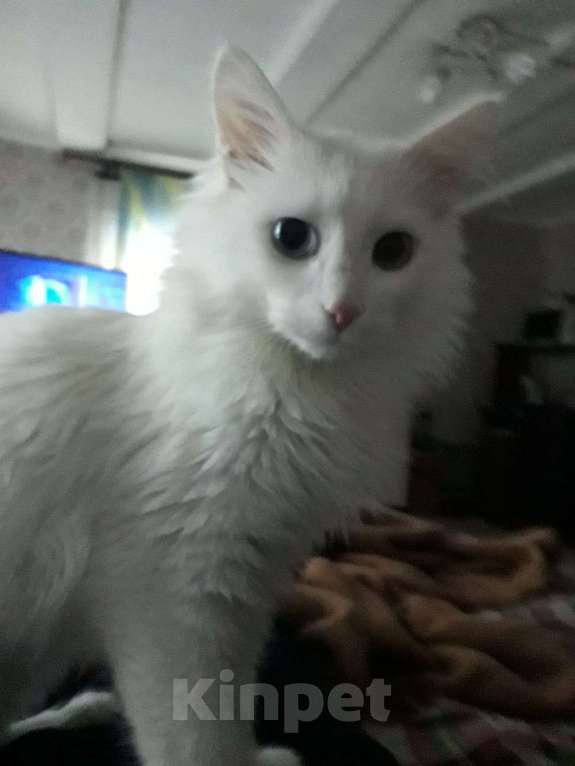 Кошки в Рязани: Отдам кота в добрые руки Мальчик, Бесплатно - фото 3