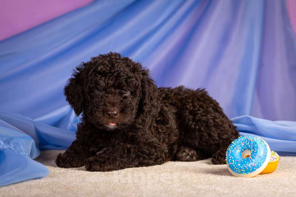 Собаки в Москве: ERMAYT Мальчик, 120 000 руб. - фото 8